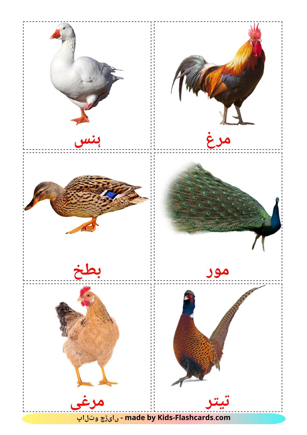 Farm birds - 11 Free Printable urdu Flashcards 