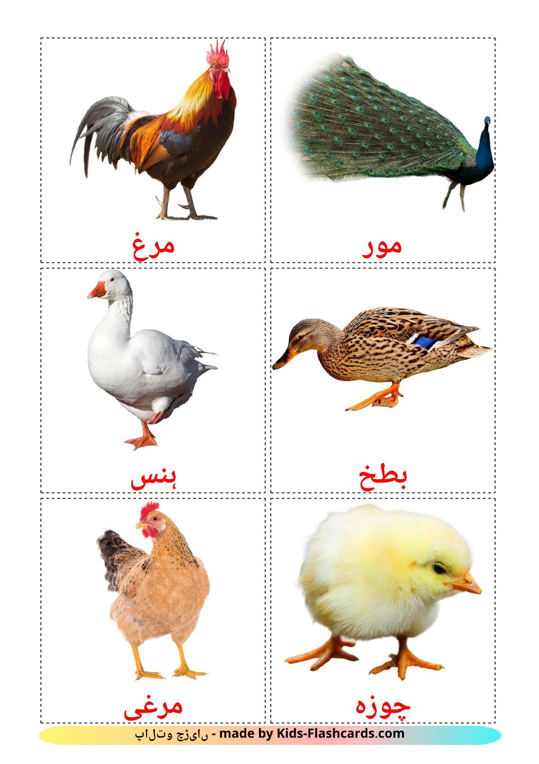 Aves de granja - 12 fichas de urdu para imprimir gratis 