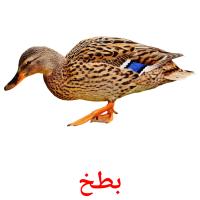 بطخ card for translate