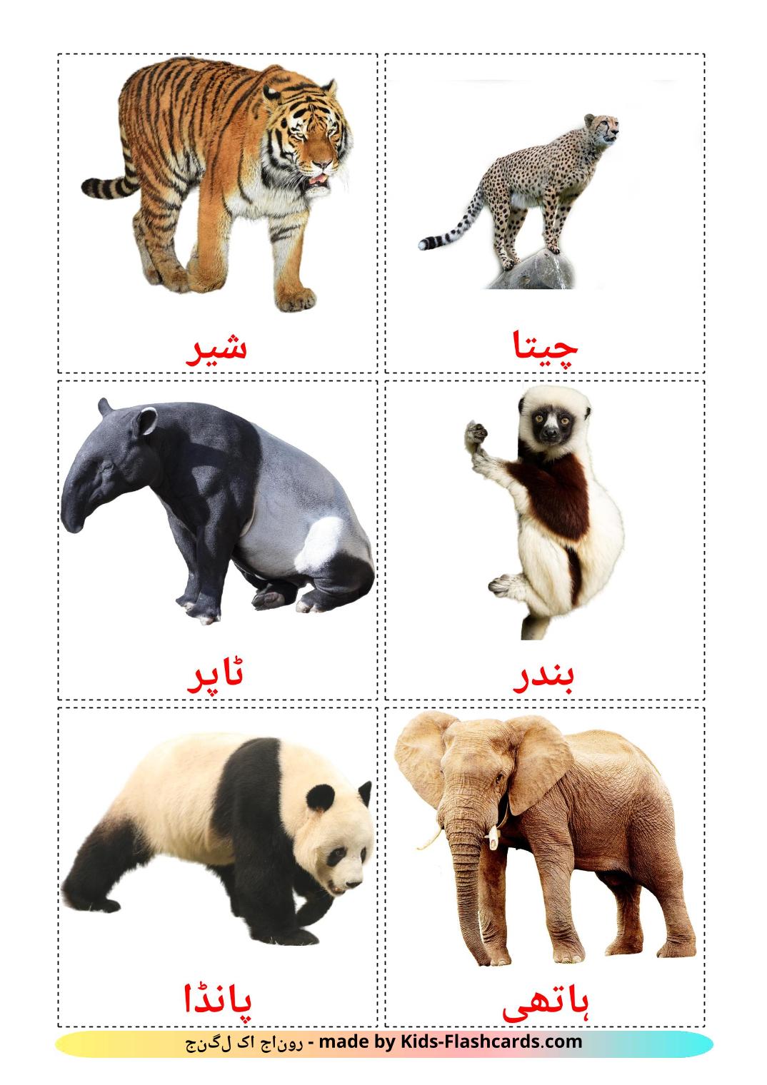 Jungle animals - 21 Free Printable urdu Flashcards 