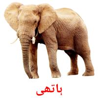 ہاتھی card for translate