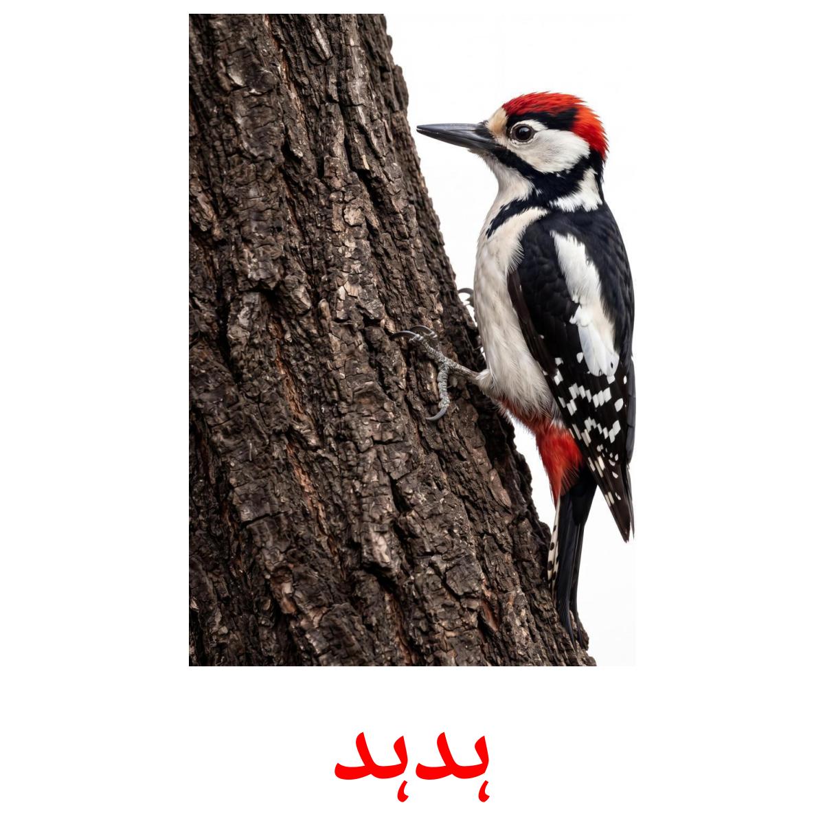 19 Printable Wild birds Flashcards in Urdu (Free PDF)
