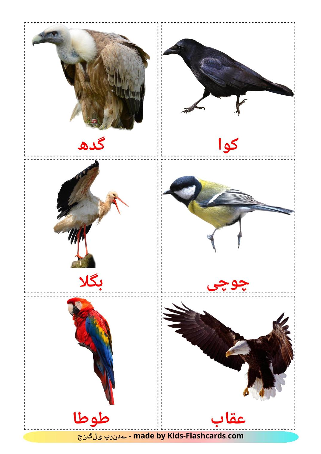 Uccelli selvaggi - 18 Flashcards urdu imprimables gratuitement