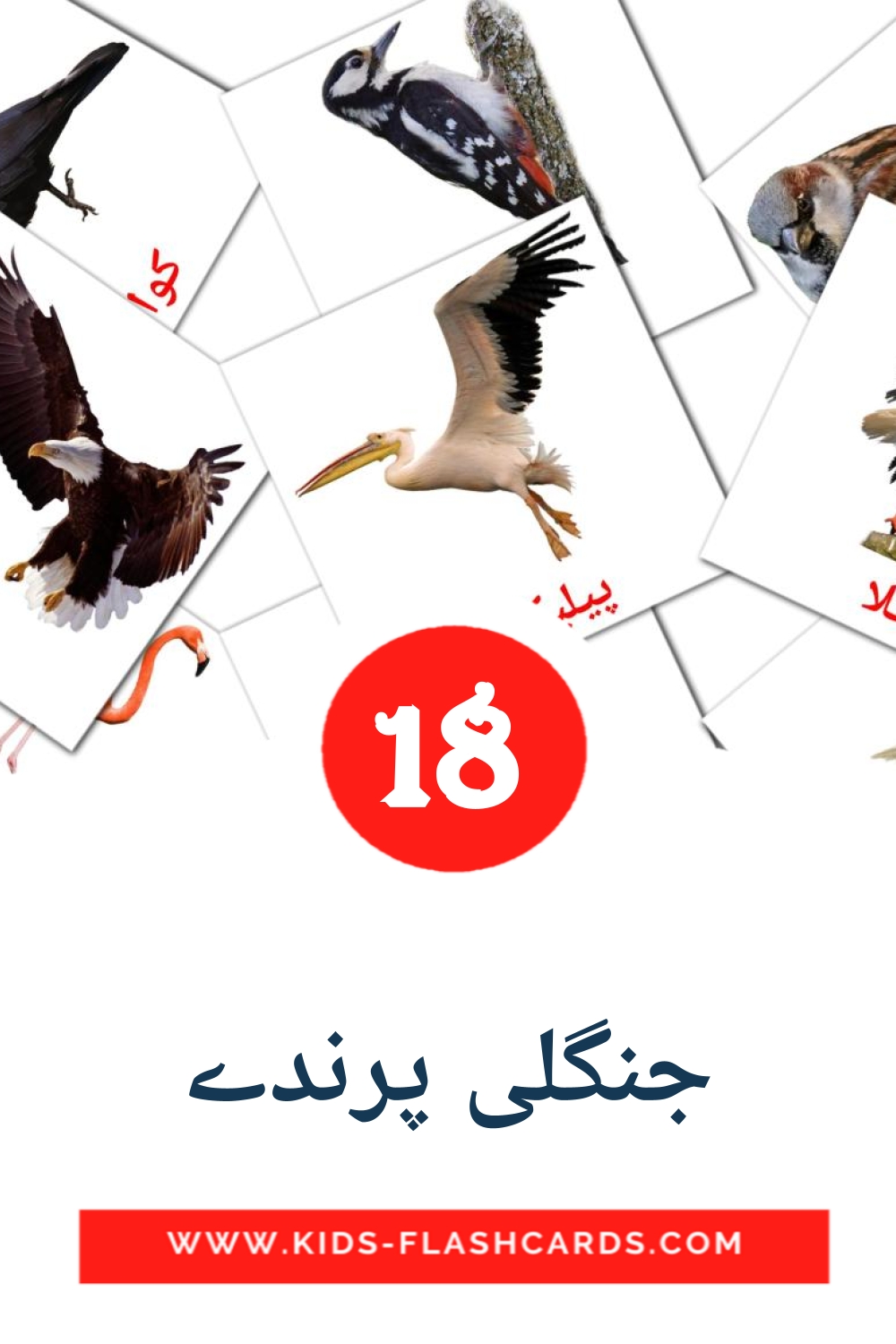 18 جنگلی پرندے Bildkarten für den Kindergarten auf Urdu