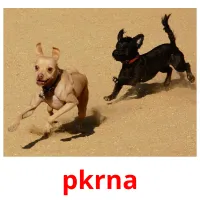 pkrna picture flashcards