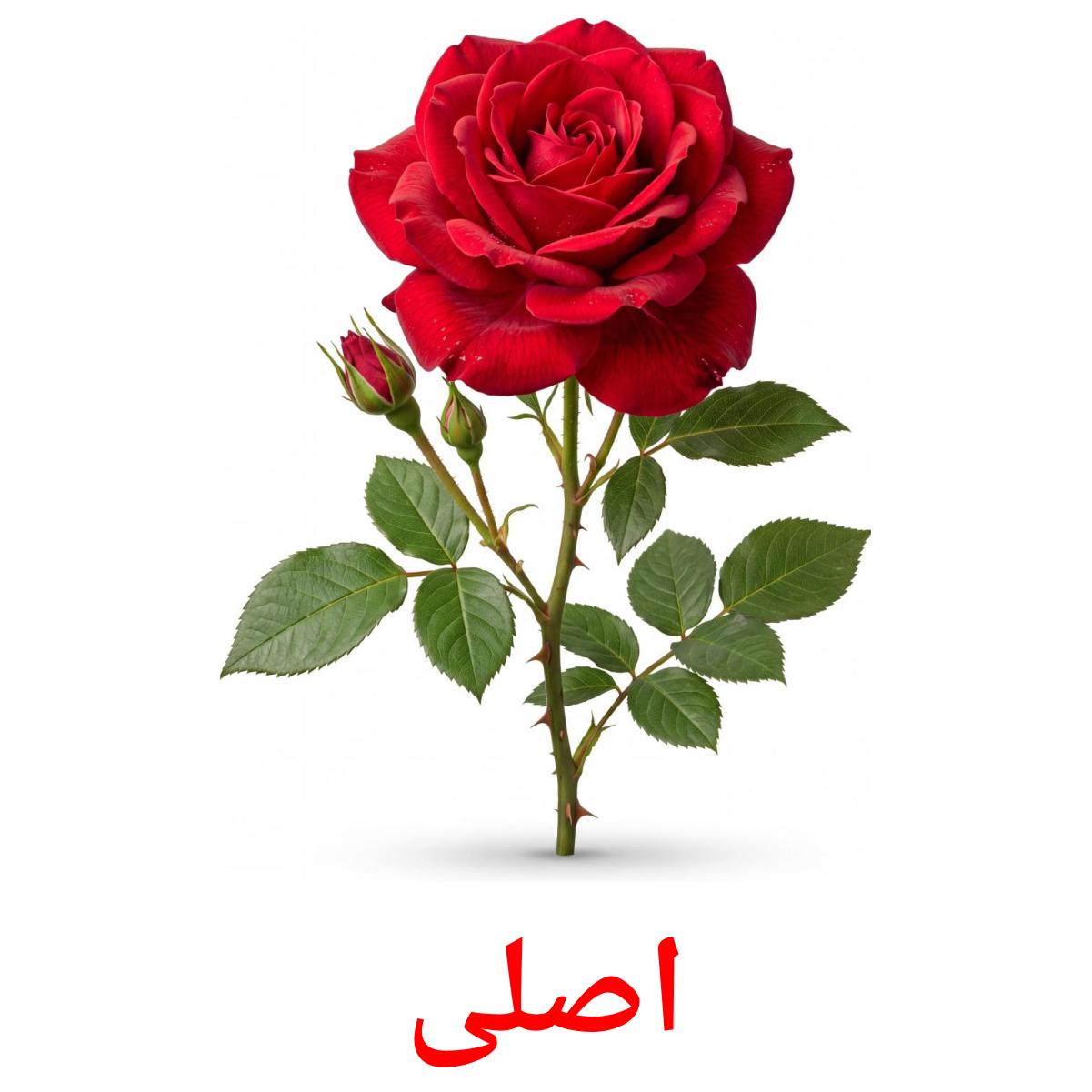 اصلی اصلی flashcards illustrate