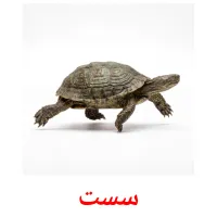 سست flashcards illustrate