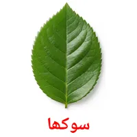 سوکھا flashcards illustrate