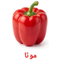 موٹا flashcards illustrate