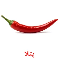 پتلا flashcards illustrate