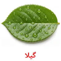 گیلا flashcards illustrate