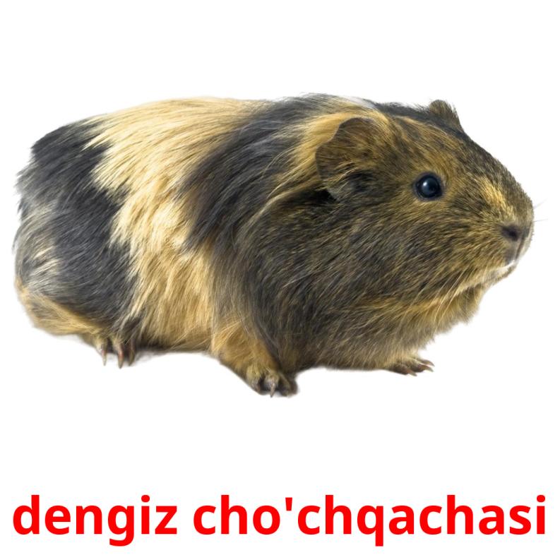 dengiz cho'chqachasi Tarjetas didacticas