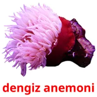 dengiz anemoni Bildkarteikarten