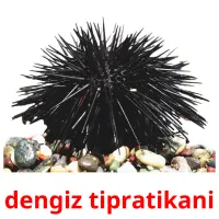 dengiz tipratikani Bildkarteikarten