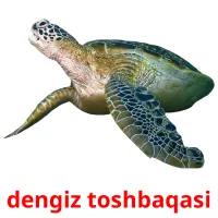 dengiz toshbaqasi Bildkarteikarten