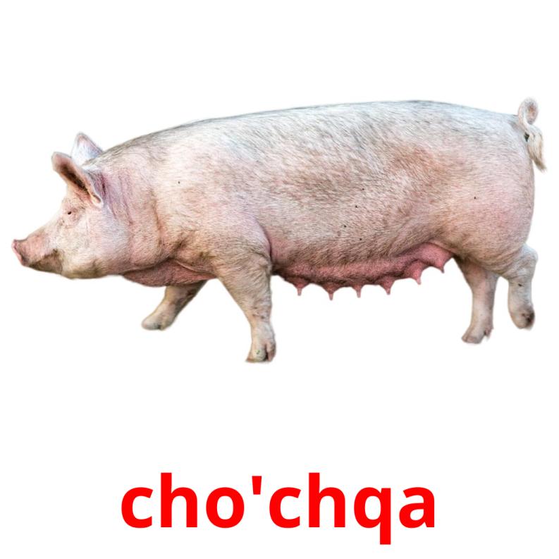 cho'chqa picture flashcards