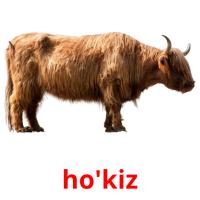 ho'kiz card for translate