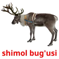 shimol bug'usi Bildkarteikarten