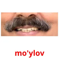 mo'ylov Bildkarteikarten