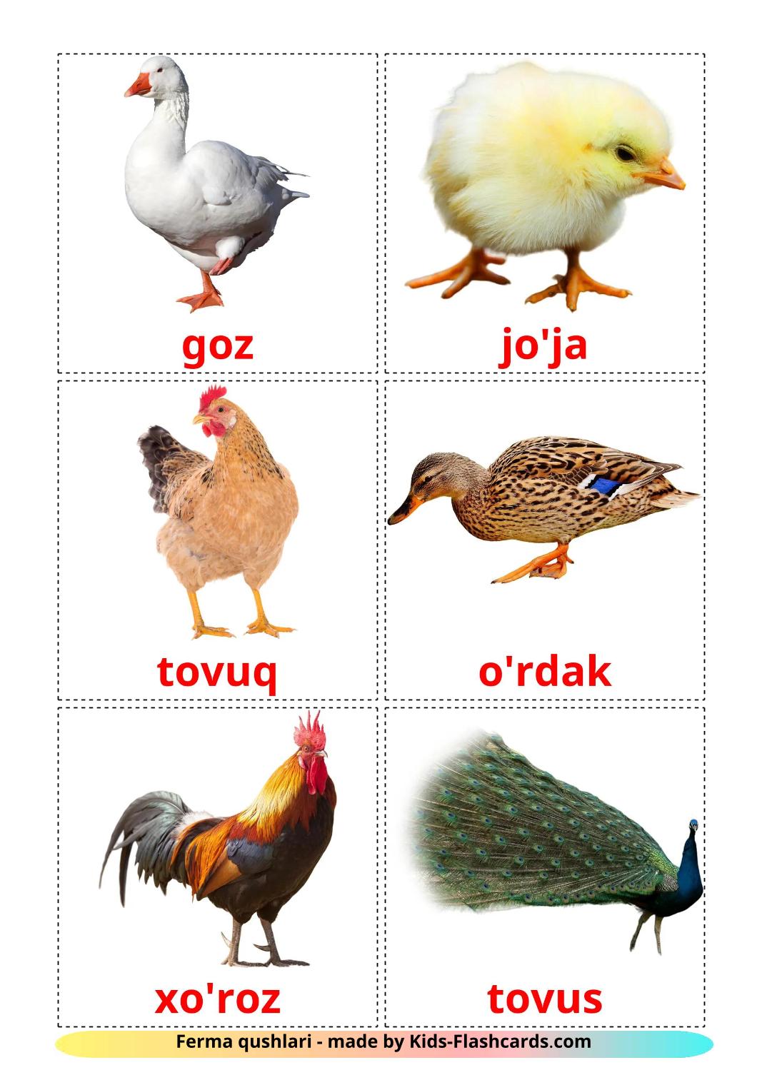 Farm birds - 12 Free Printable uzbek Flashcards 