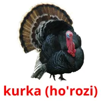 kurka (ho'rozi) picture flashcards