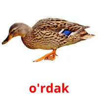 o'rdak picture flashcards