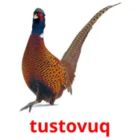 tustovuq picture flashcards