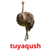 tuyaqush picture flashcards