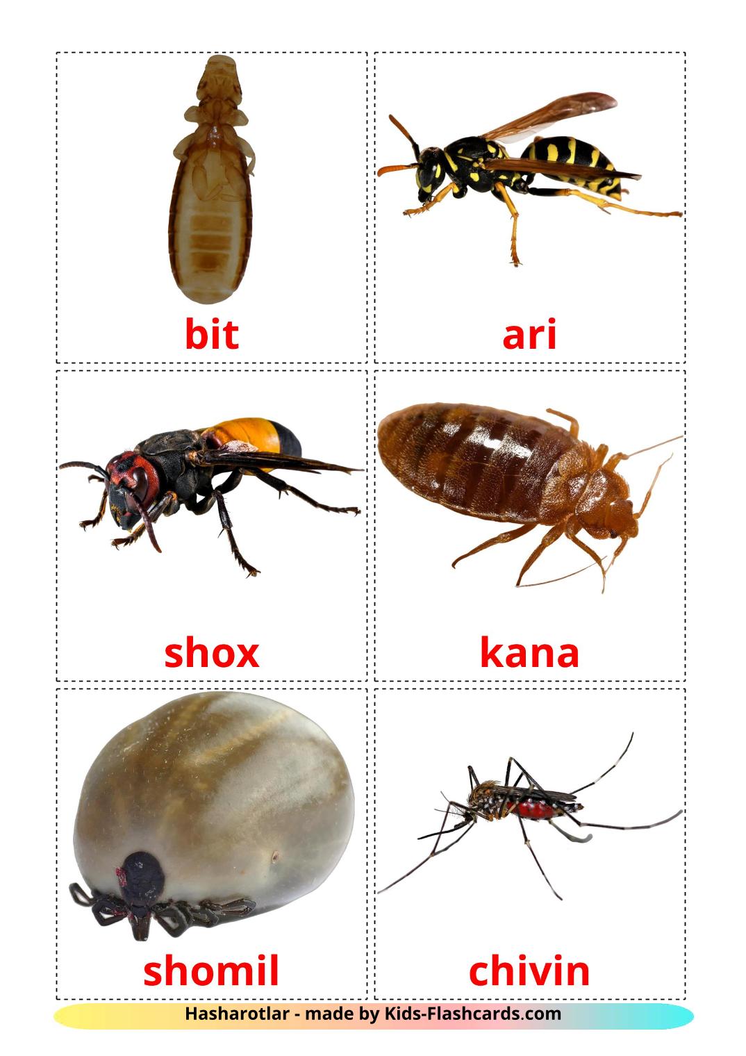 Insects - 23 Free Printable uzbek Flashcards 