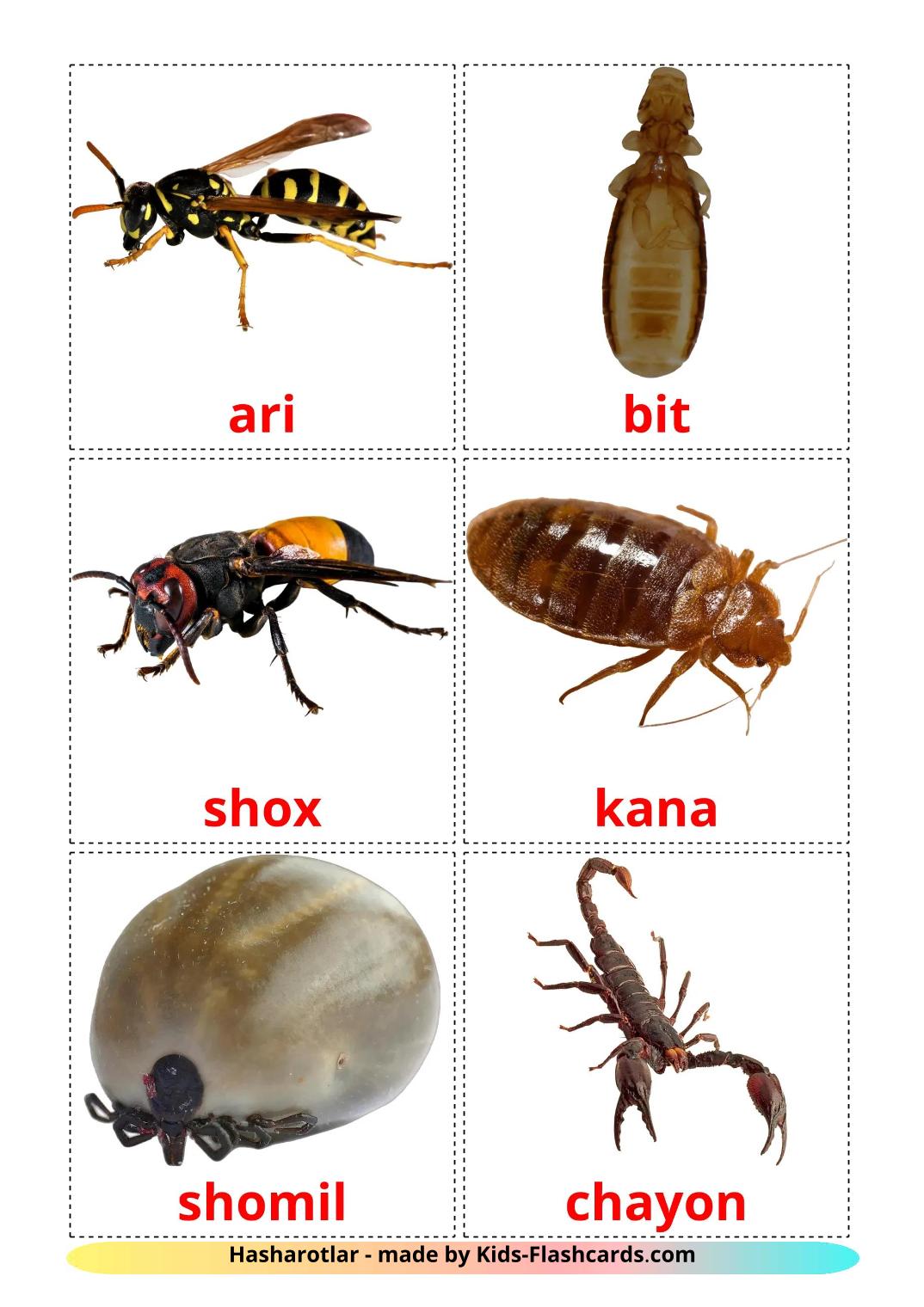 Insekt - 24 kostenlose, druckbare Usbekisch Flashcards 