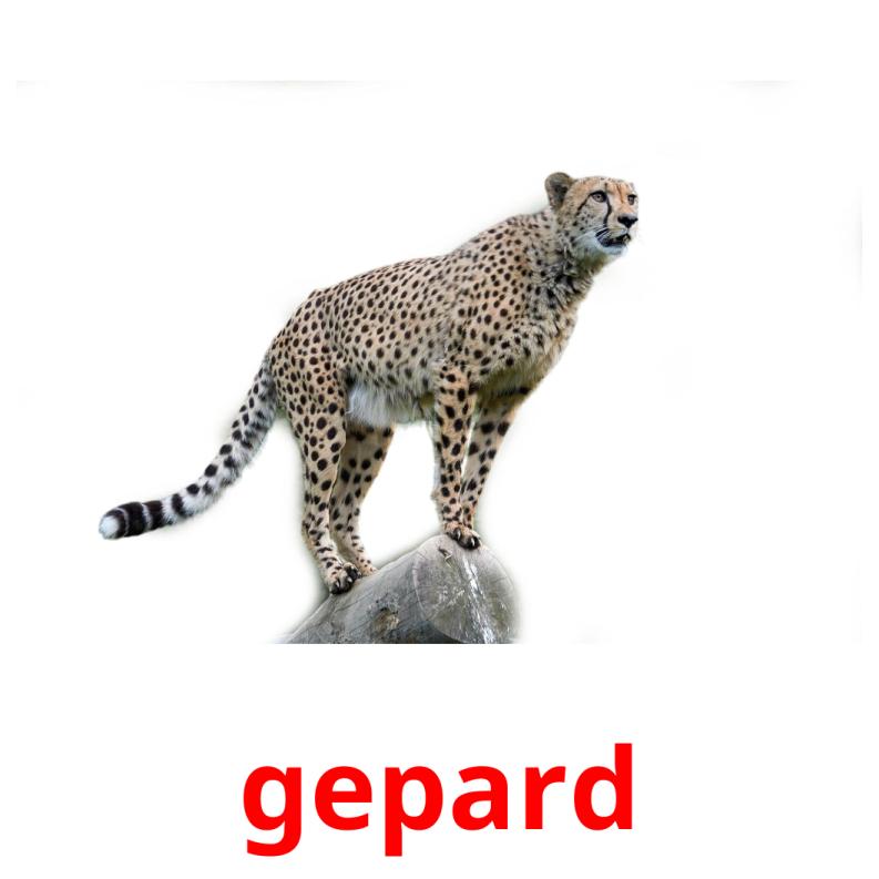 gepard picture flashcards