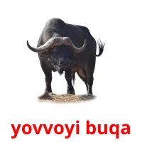 yovvoyi buqa cartões com imagens