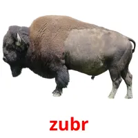 zubr cartões com imagens