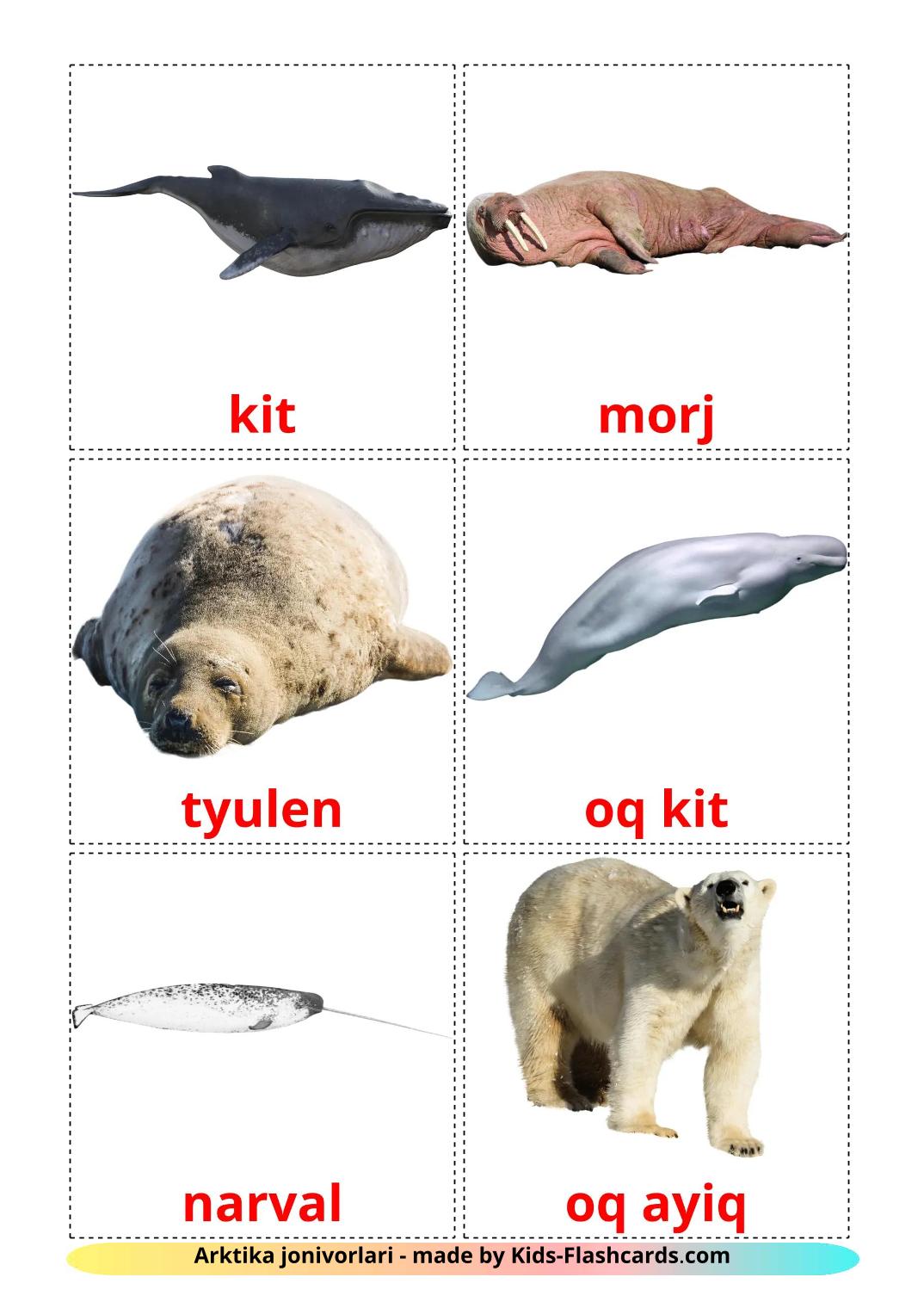 Animais do Ártico - 15 Flashcards uzbekes gratuitos para impressão