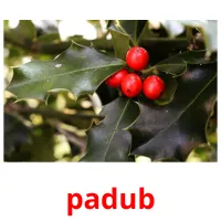 padub flashcards illustrate