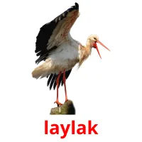 laylak flashcards illustrate