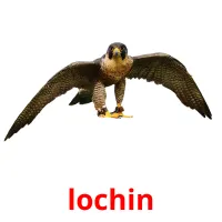 lochin flashcards illustrate