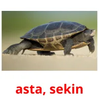 asta, sekin Bildkarteikarten