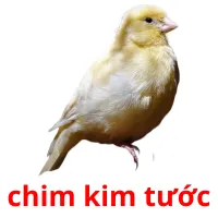 chim kim tước Bildkarteikarten