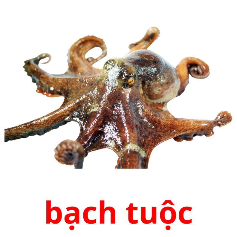 bạch tuộc picture flashcards
