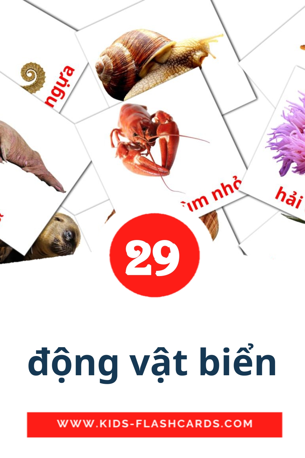 29 động vật biển Picture Cards for Kindergarden in vietnamese