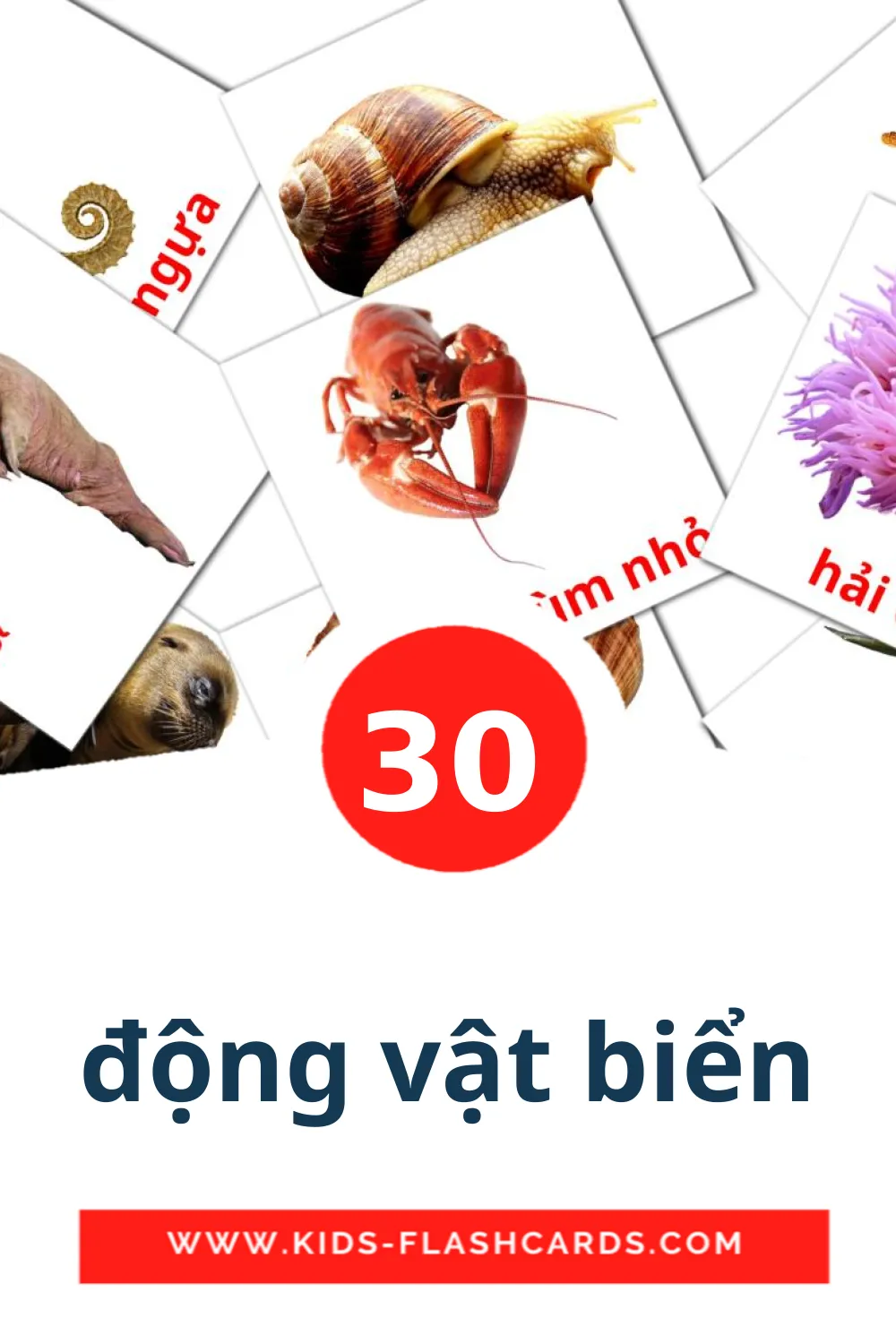 30 động vật biển Bildkarten für den Kindergarten auf Vietnamesisch