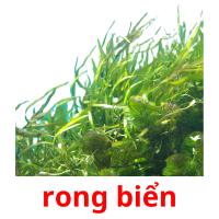 rong biển card for translate