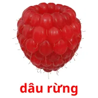 dâu rừng flashcards illustrate