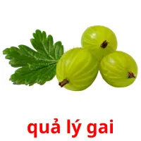 quả lý gai flashcards illustrate