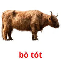 bò tót ansichtkaarten