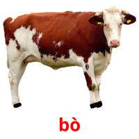 bò picture flashcards