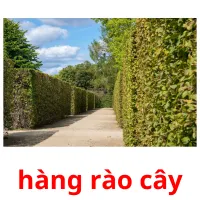 hàng rào cây flashcards illustrate