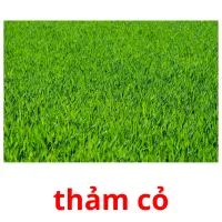 thảm cỏ flashcards illustrate