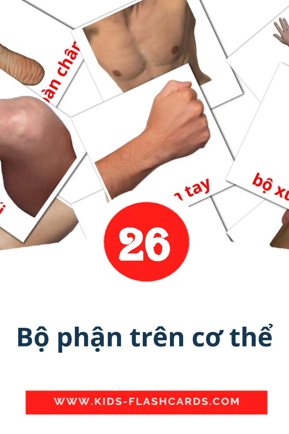 26 Bộ phận trên cơ thể Picture Cards for Kindergarden in vietnamese
